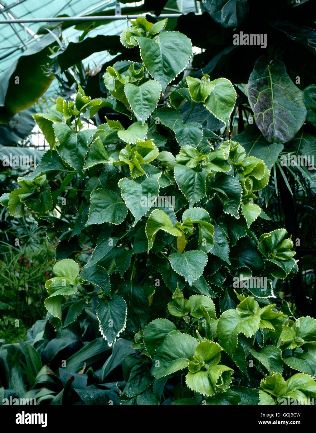Acalypha wilkesiana - `Hoffmannii' AGM   HPS032153 Stock Photo